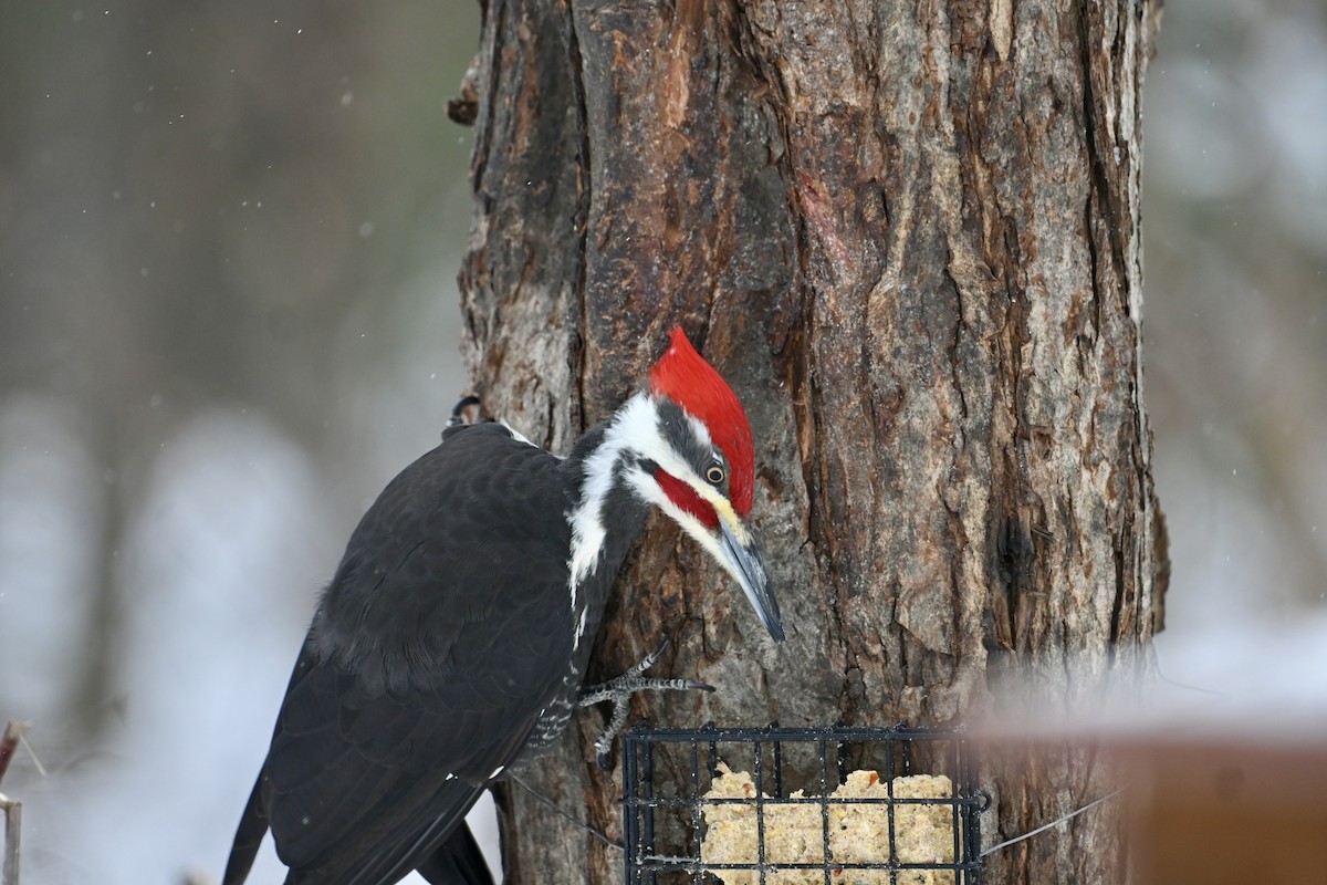 Pileated Woodpecker - ML613611588