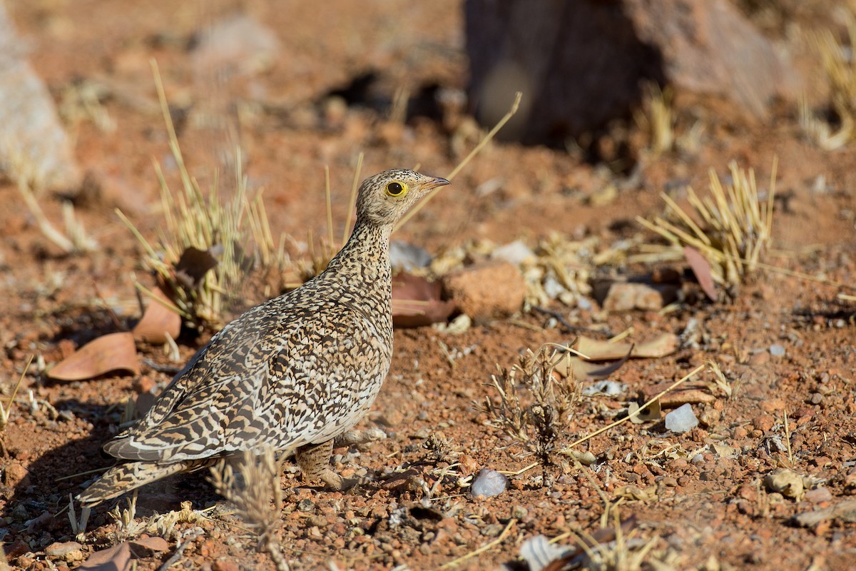 Double-banded Sandgrouse - Anonymous