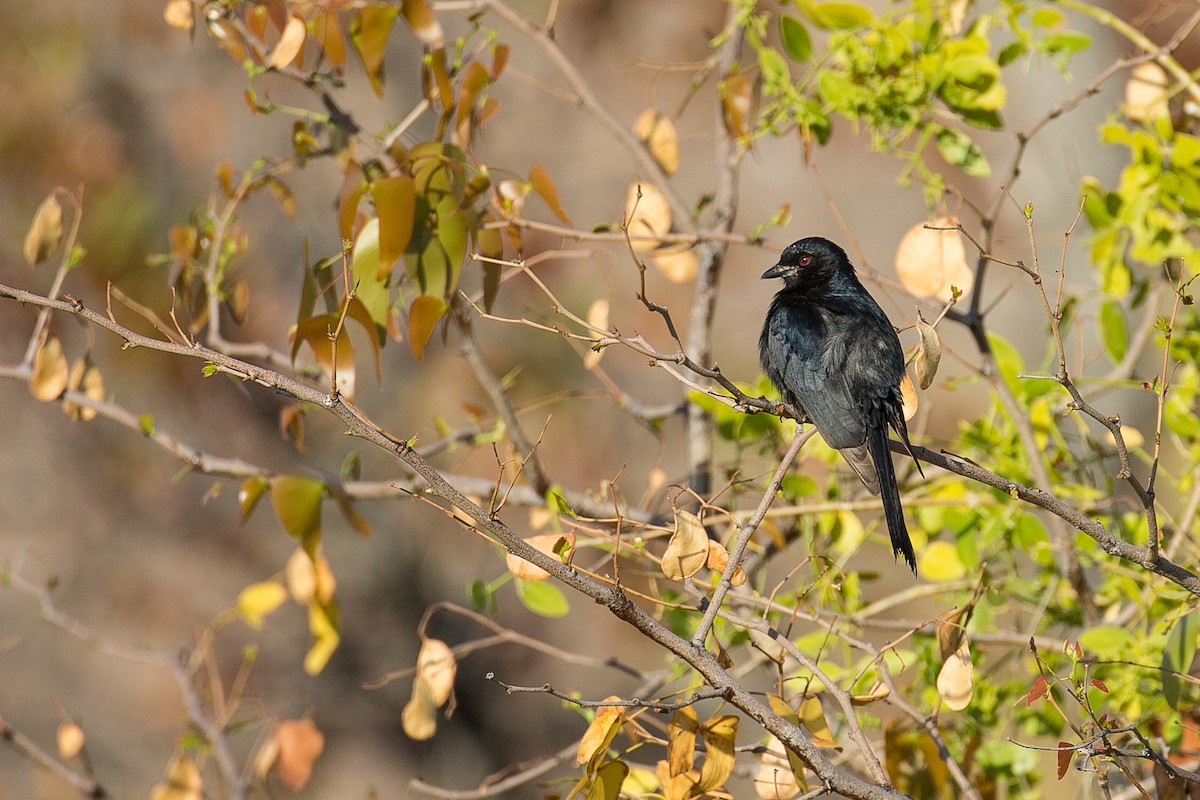Fork-tailed Drongo - ML613611919