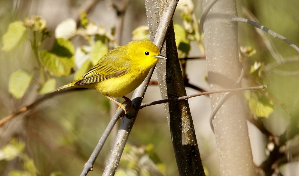 Yellow Warbler (Northern) - Julie Gidwitz