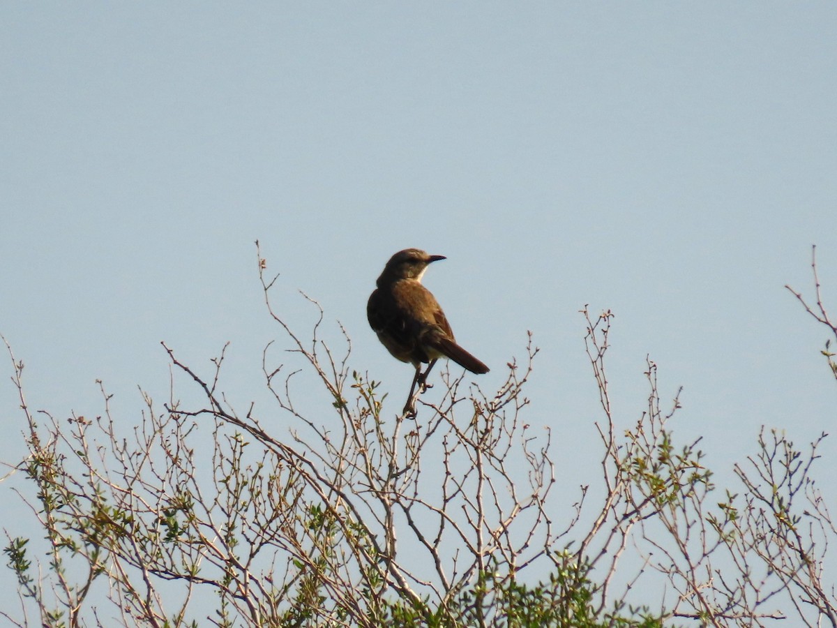 Patagonian Mockingbird - ML613612049