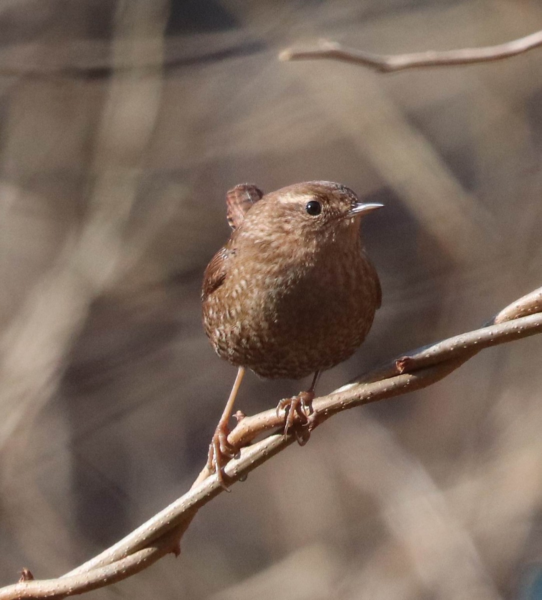 eBird Checklist 12 Jan 2024 Cape Cod National SeashoreSalt Pond