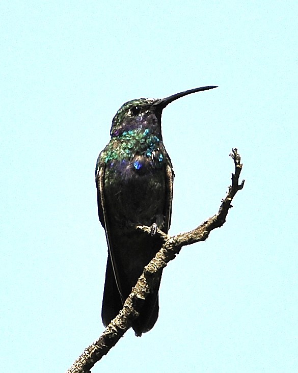 kolibřík modrolící - ML613612442