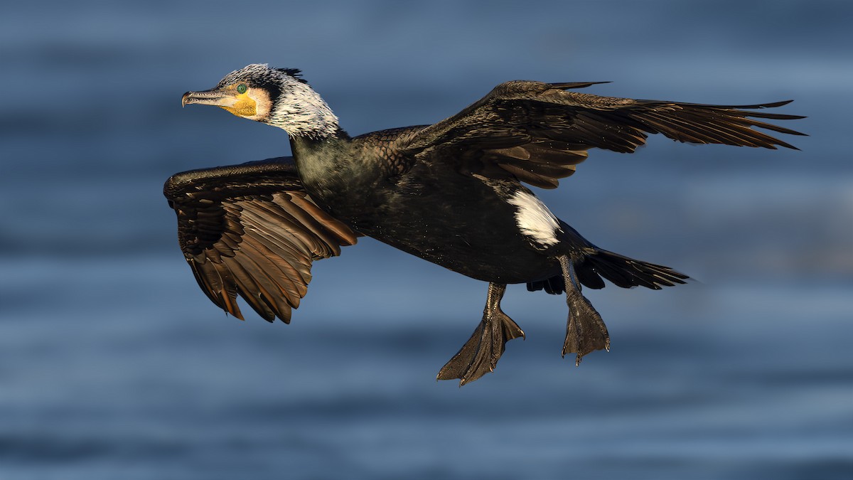 Great Cormorant - SONER SABIRLI