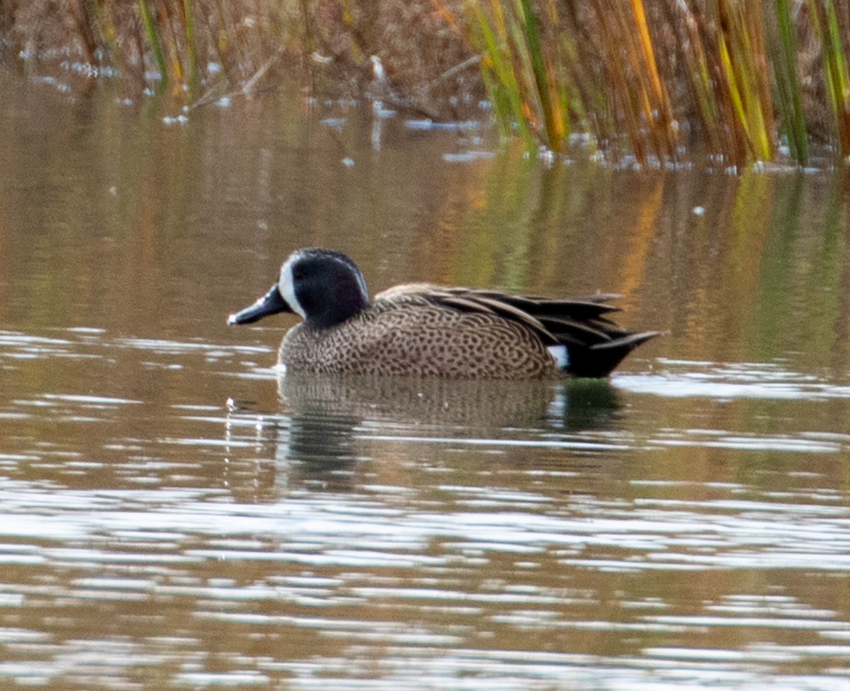 Blue-winged Teal - ML613612633