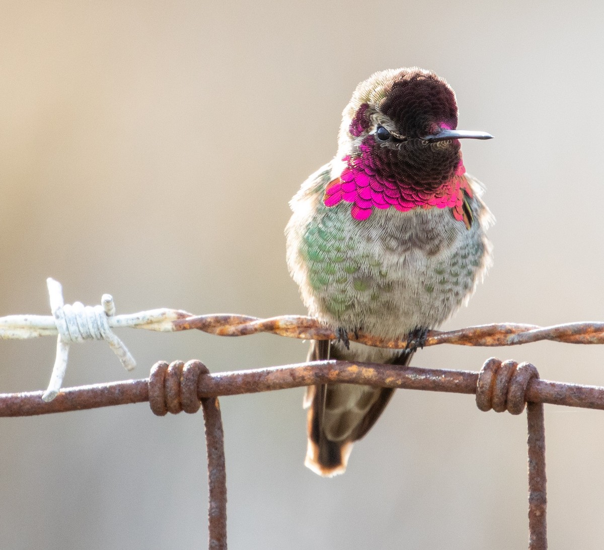 Anna's Hummingbird - Cathy Bleier