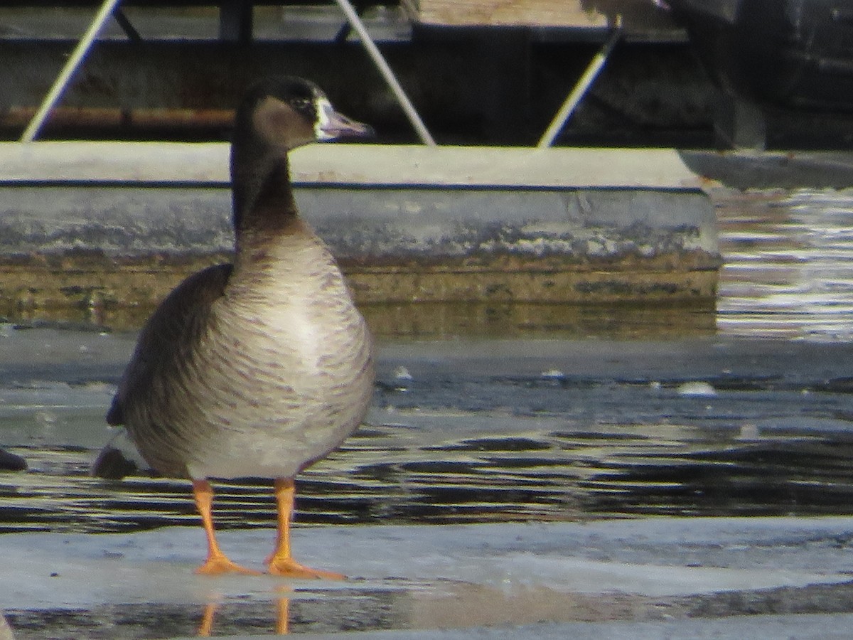 EBird Checklist 16 Jan 2024 Cherry Creek SP 27 Species 2 Other   1200