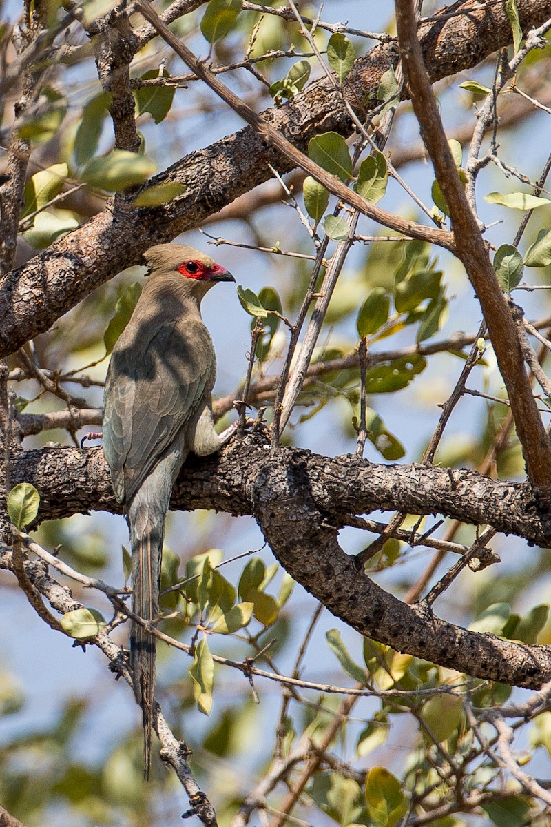 Red-faced Mousebird - Anonymous