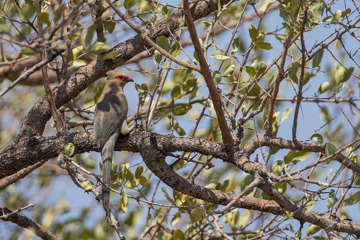 Red-faced Mousebird - Anonymous