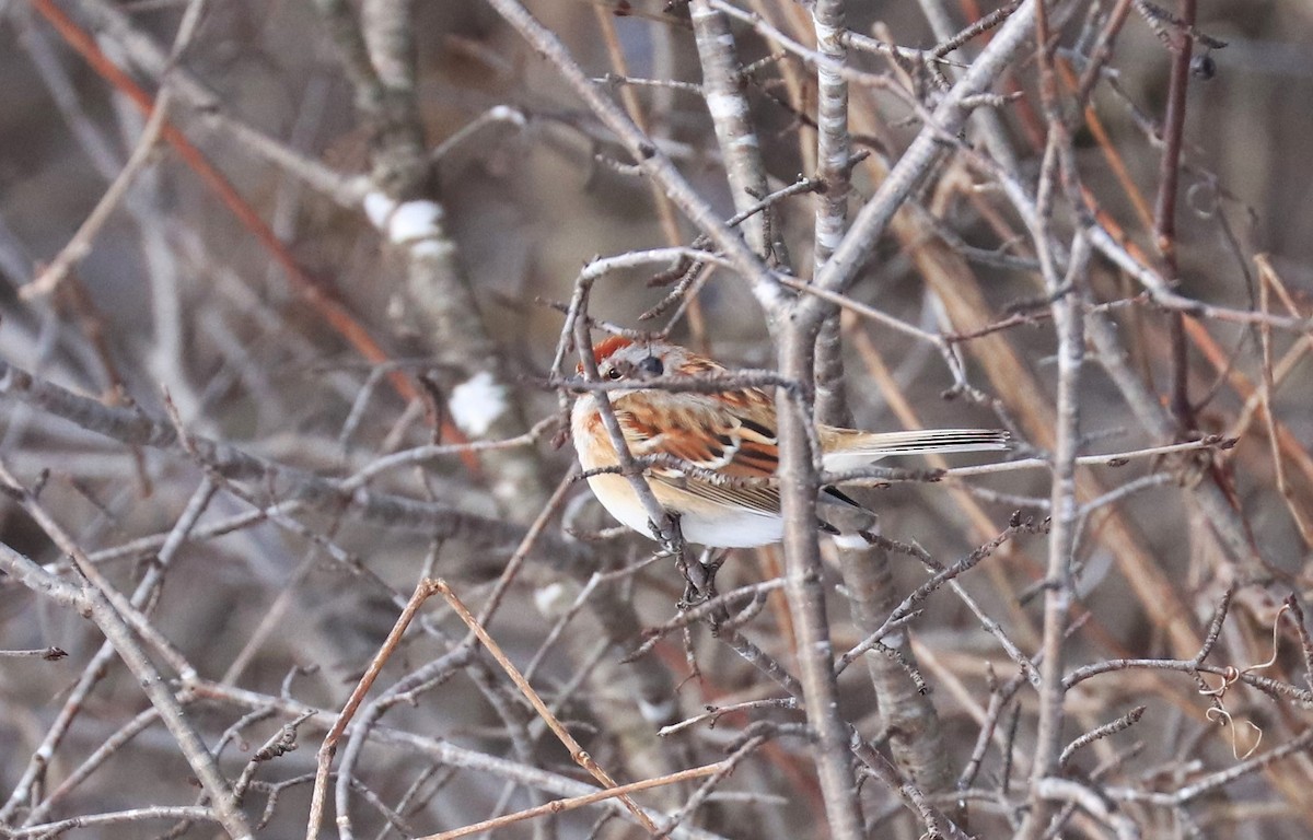 American Tree Sparrow - ML613612837