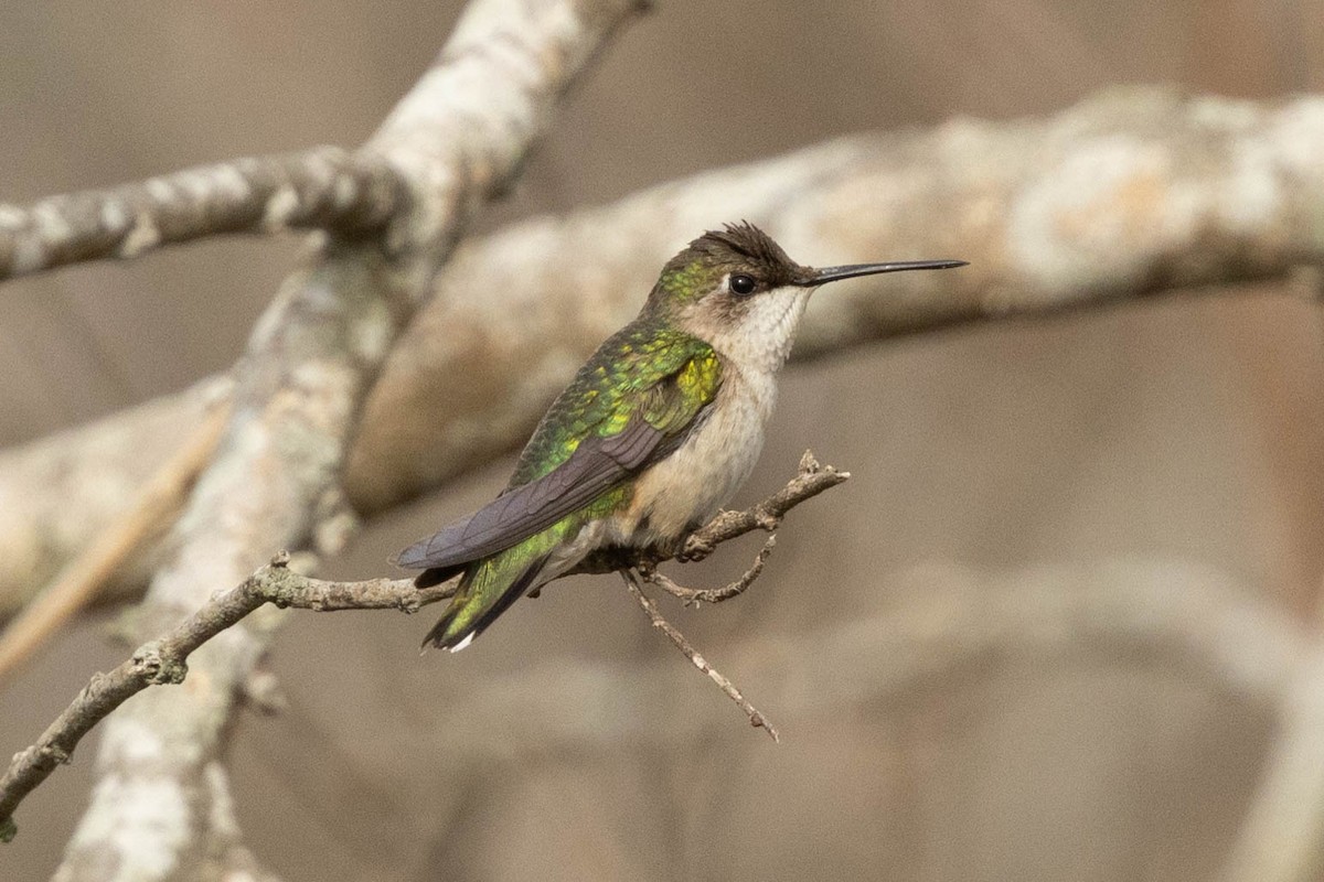 Ruby-throated Hummingbird - ML613612841