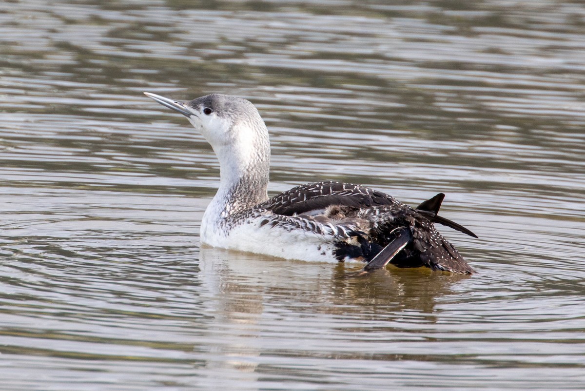 Red-throated Loon - ML613612874