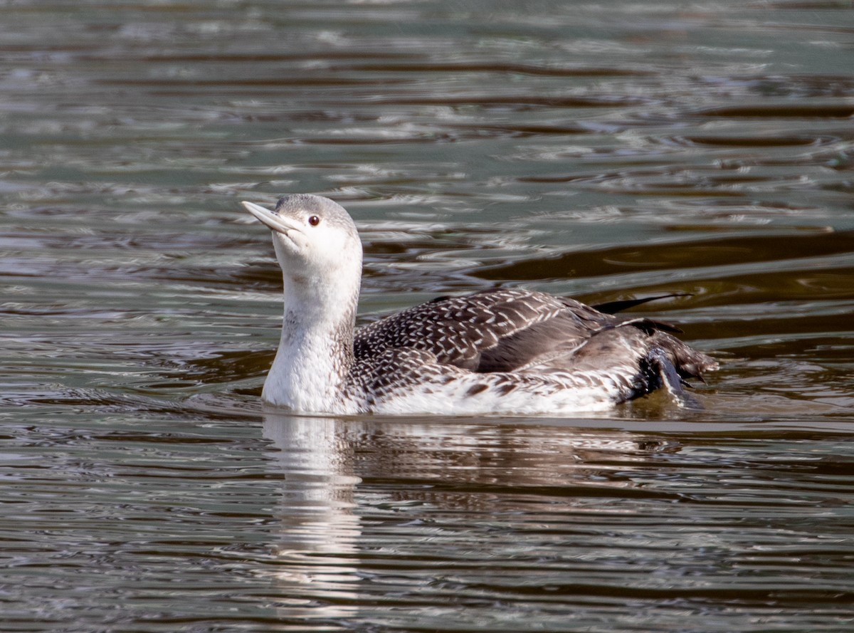 Red-throated Loon - ML613612875