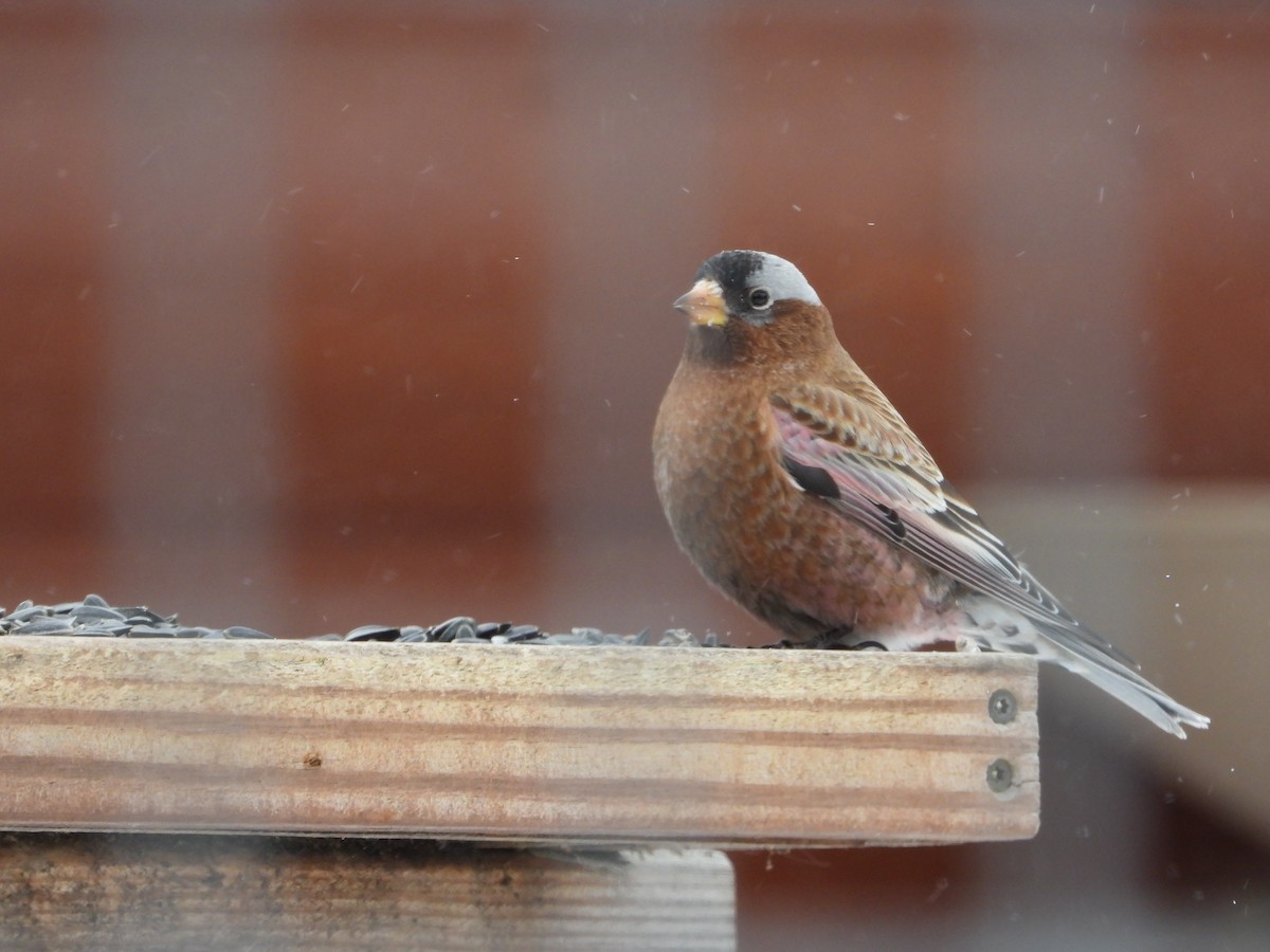 eBird Checklist 16 Jan 2024 Lake WinnibigoshishBowen Lodge