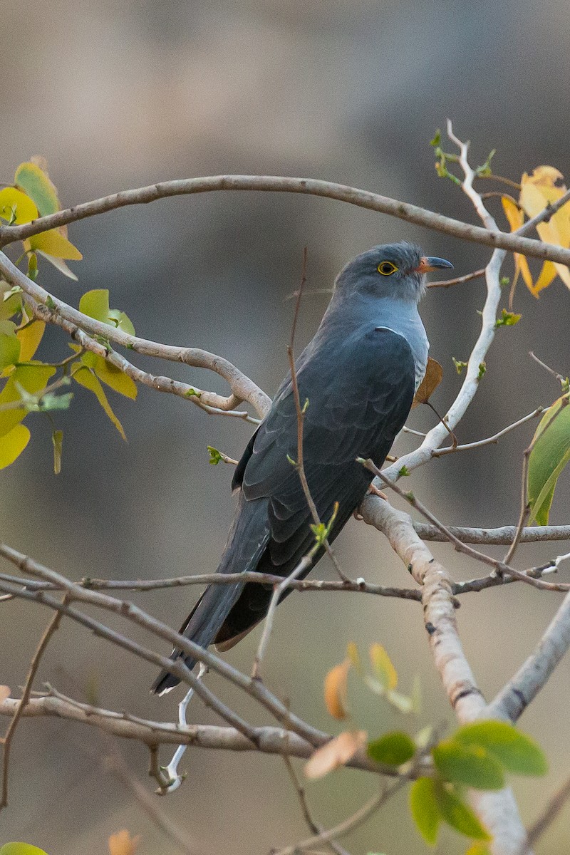 African Cuckoo - Anonymous