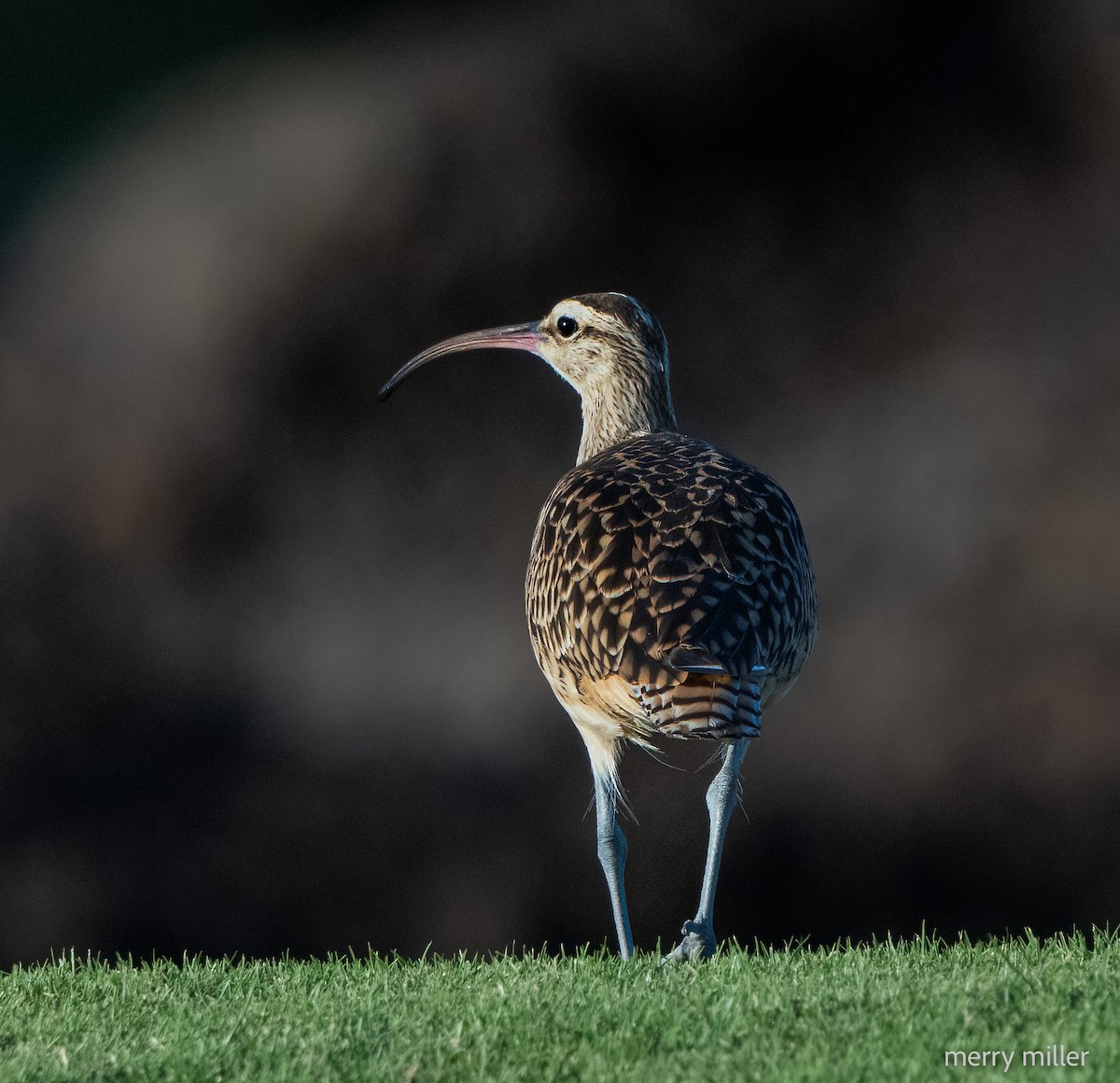 Bristle-thighed Curlew - ML613613347