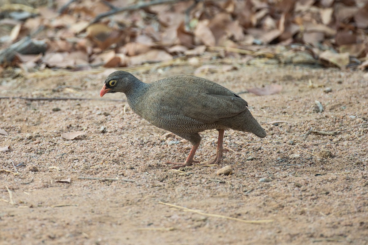 Red-billed Spurfowl - Anonymous
