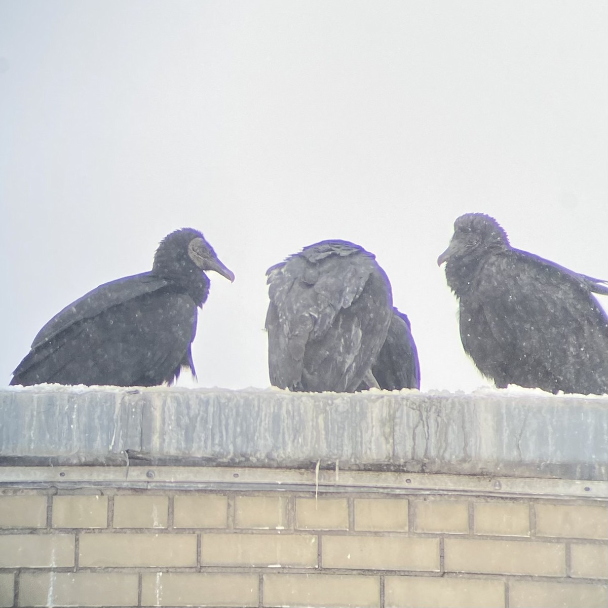 Black Vulture - ML613613621