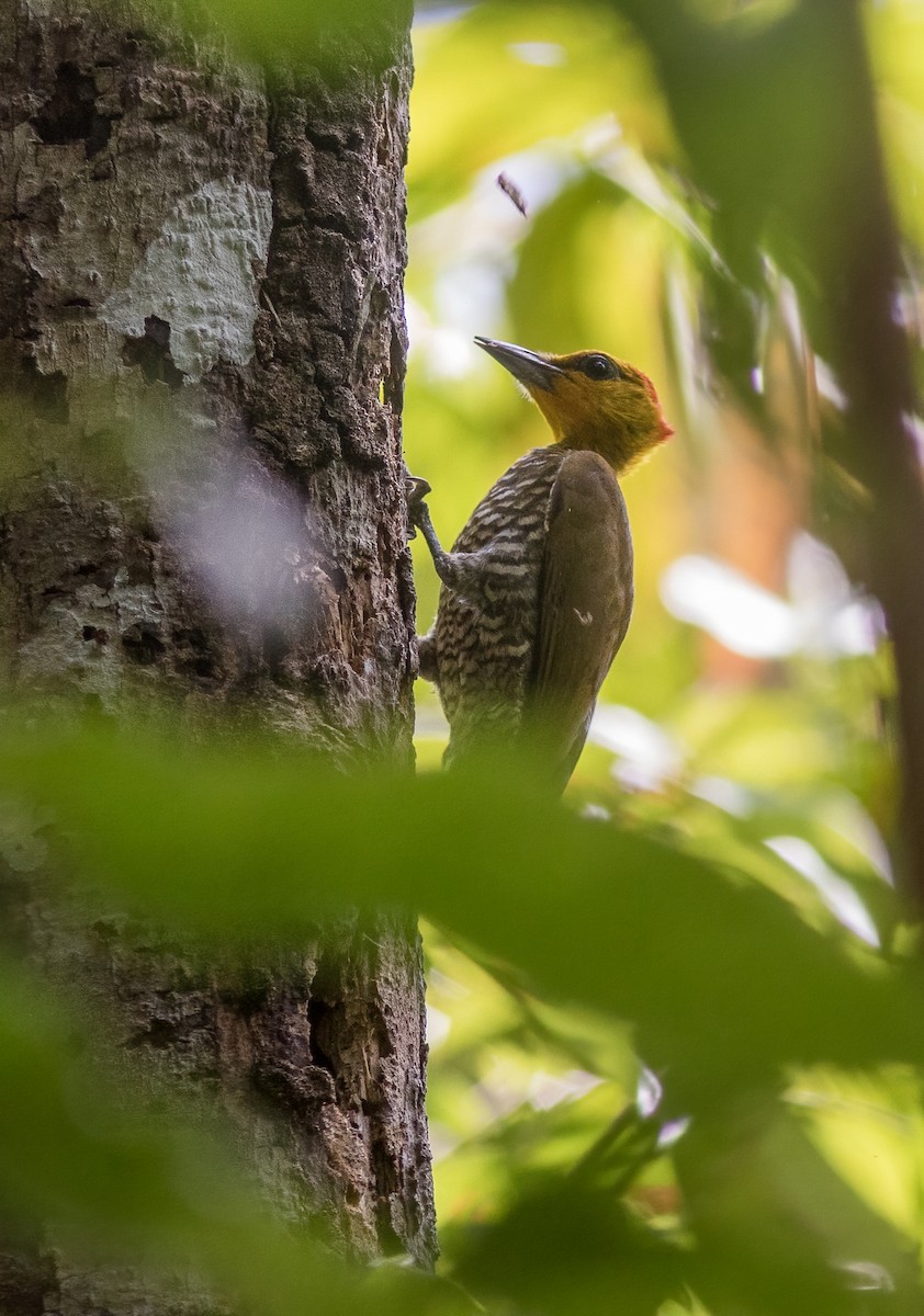 Yellow-throated Woodpecker - ML613613623