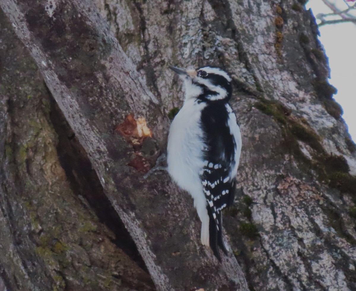 eBird Québec Checklist - 16 Jan 2024 - Refuge d'oiseaux migrateurs de ...