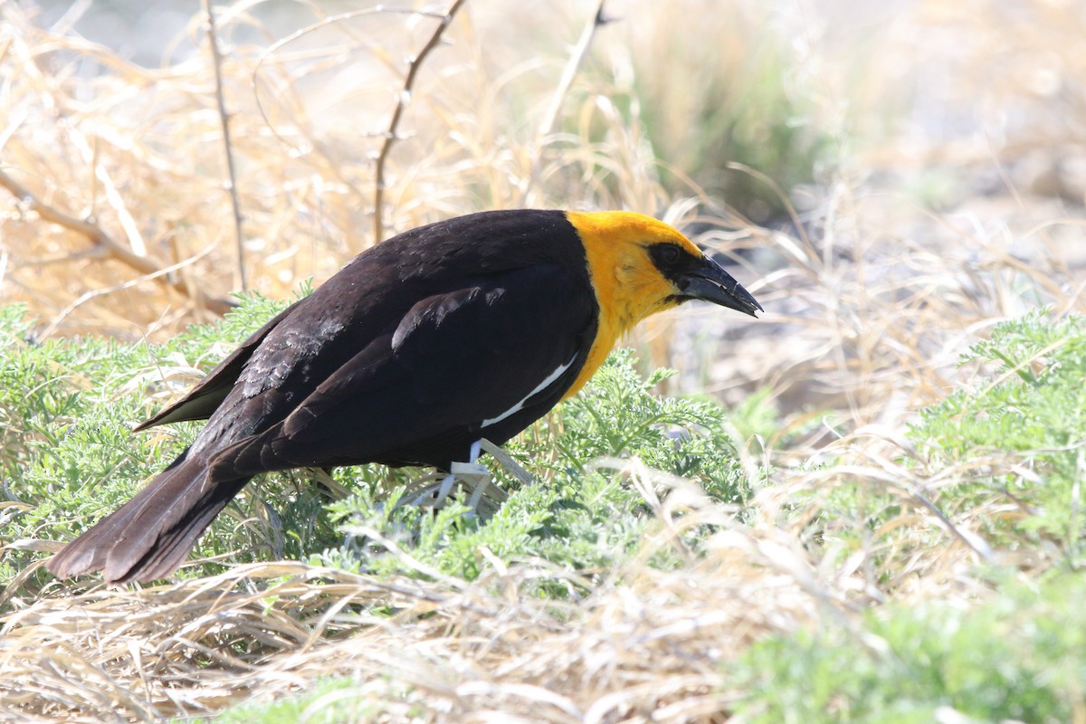 Yellow-headed Blackbird - ML613613823