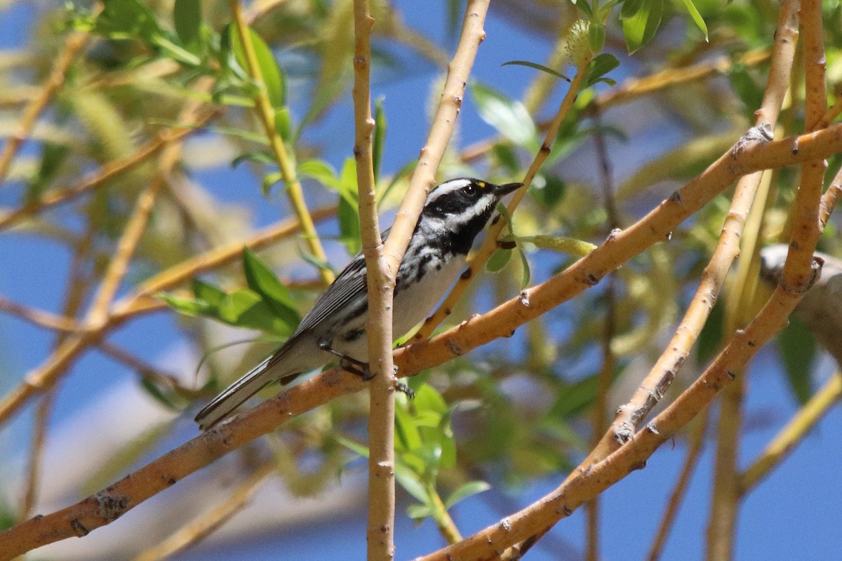 Black-throated Gray Warbler - ML613613885