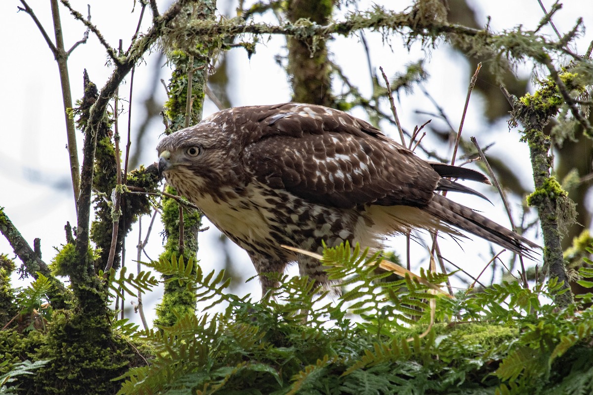 Red-tailed Hawk - ML613613999