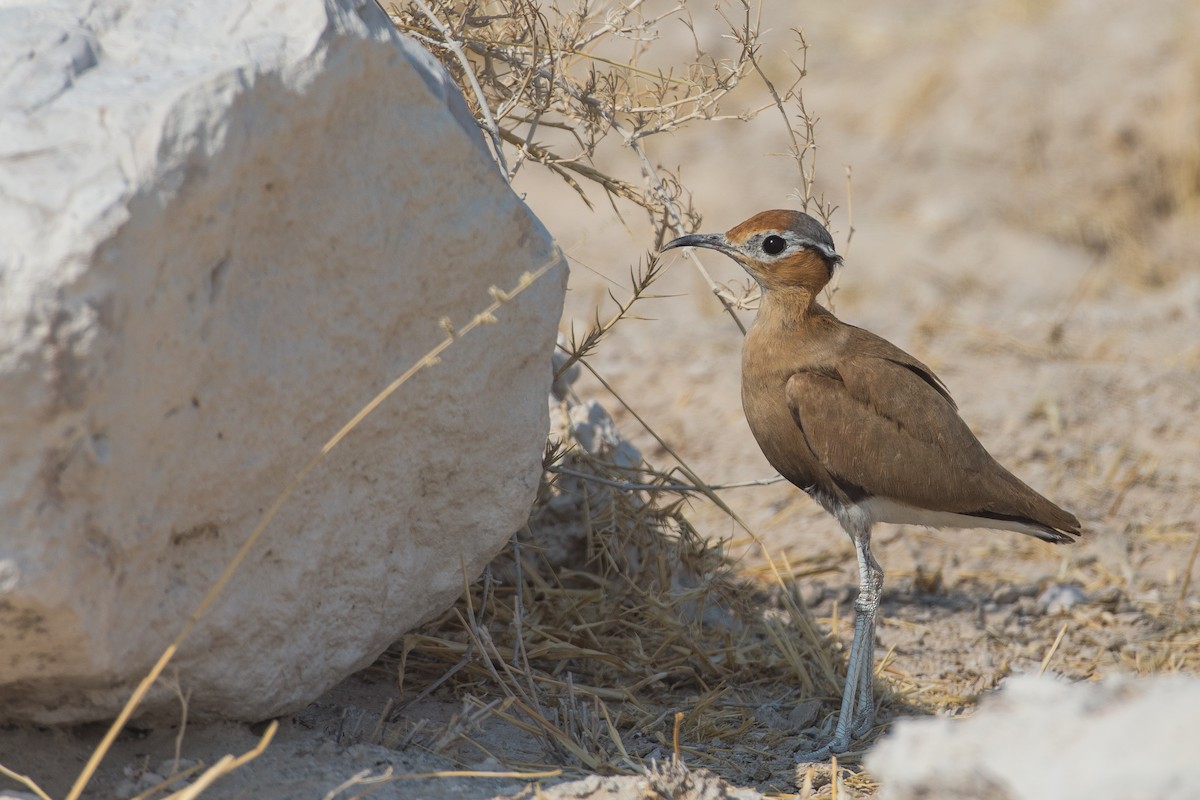 Burchell's Courser - Anonymous
