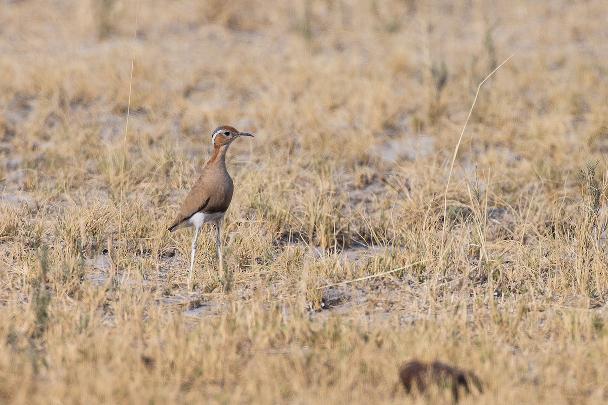 Burchell's Courser - Anonymous