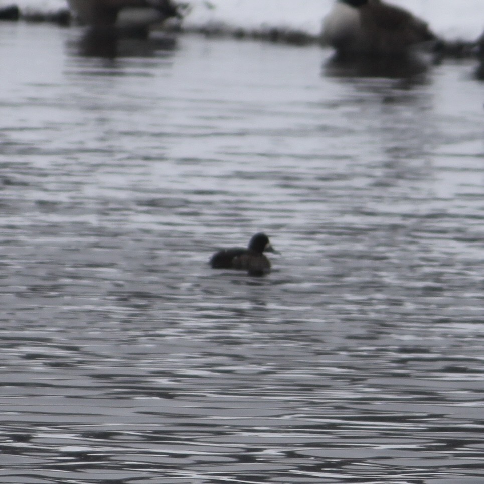 Greater Scaup - ML613614257
