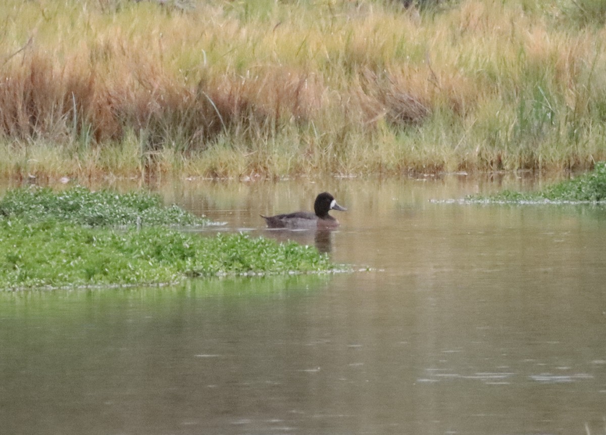 Greater/Lesser Scaup - ML613614281