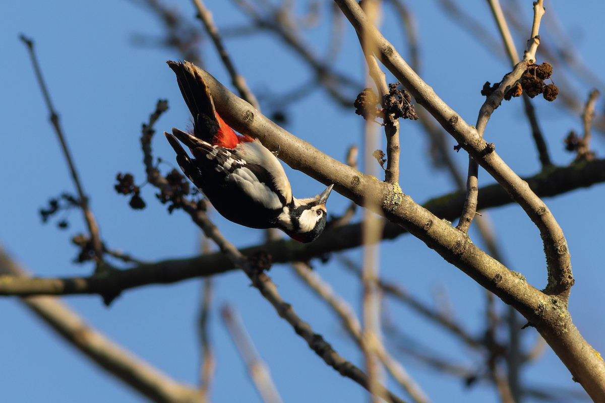 Great Spotted Woodpecker - ML613614375