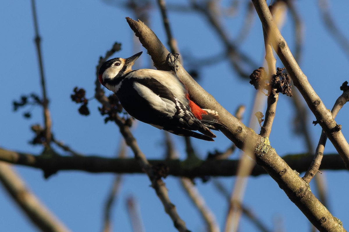Great Spotted Woodpecker - ML613614397