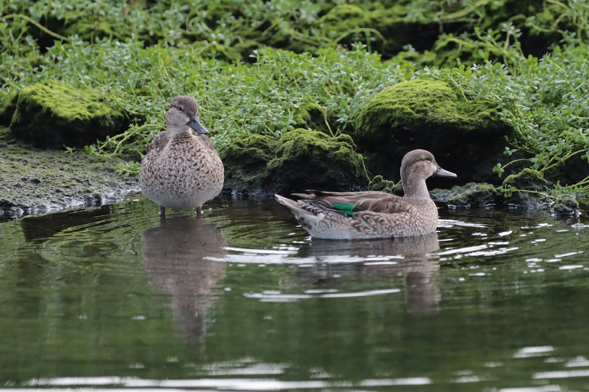 Green-winged Teal - ML613614460