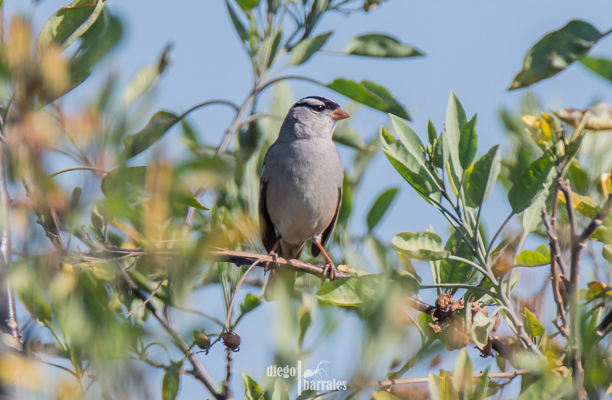 White-crowned Sparrow - ML613614472