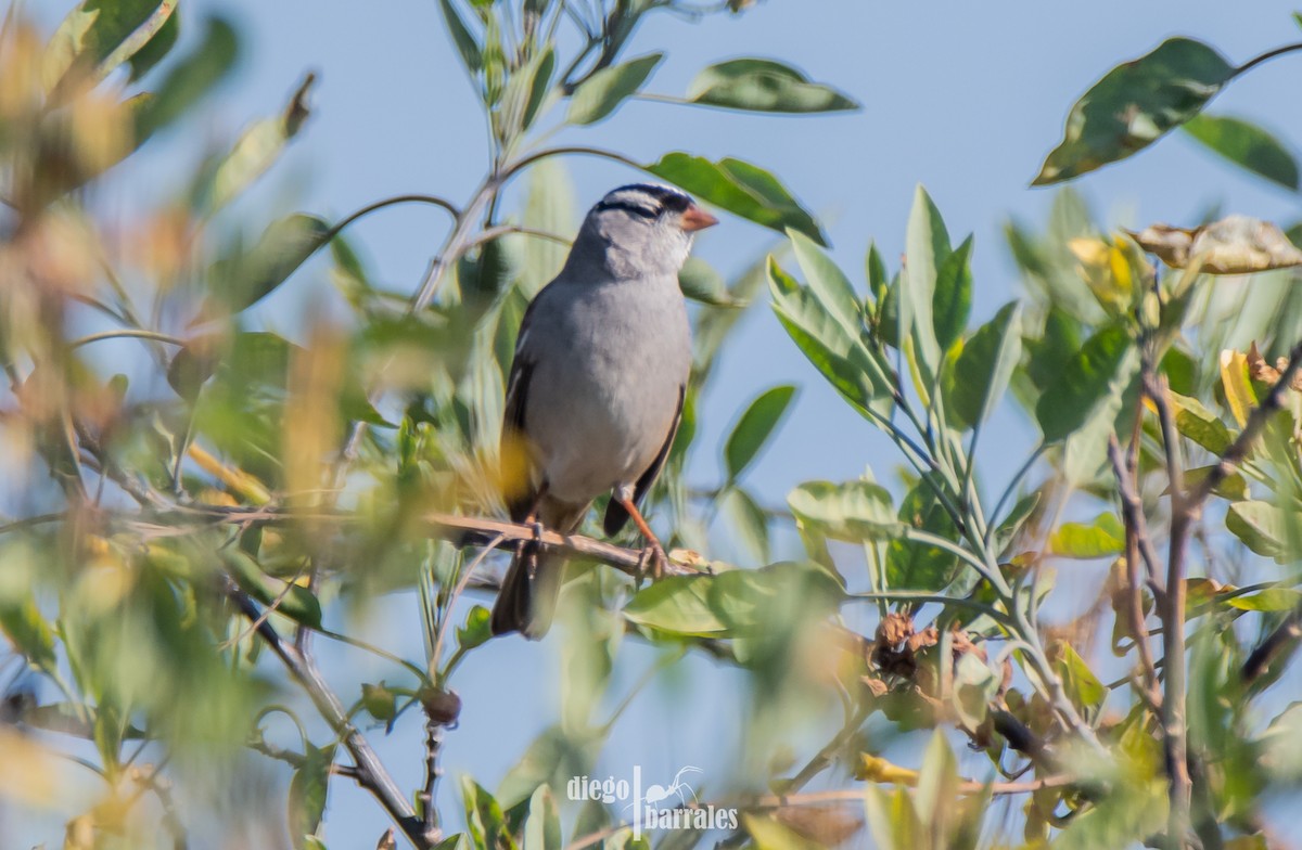 White-crowned Sparrow - ML613614473