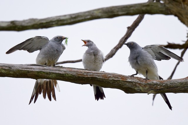 How to identify bird feathers - Discover Wildlife