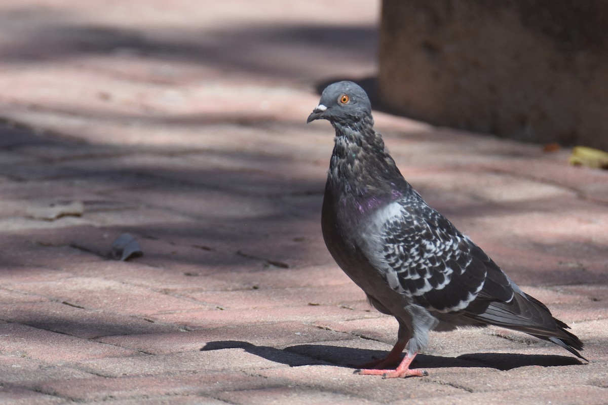 Rock Pigeon (Feral Pigeon) - ML613614757