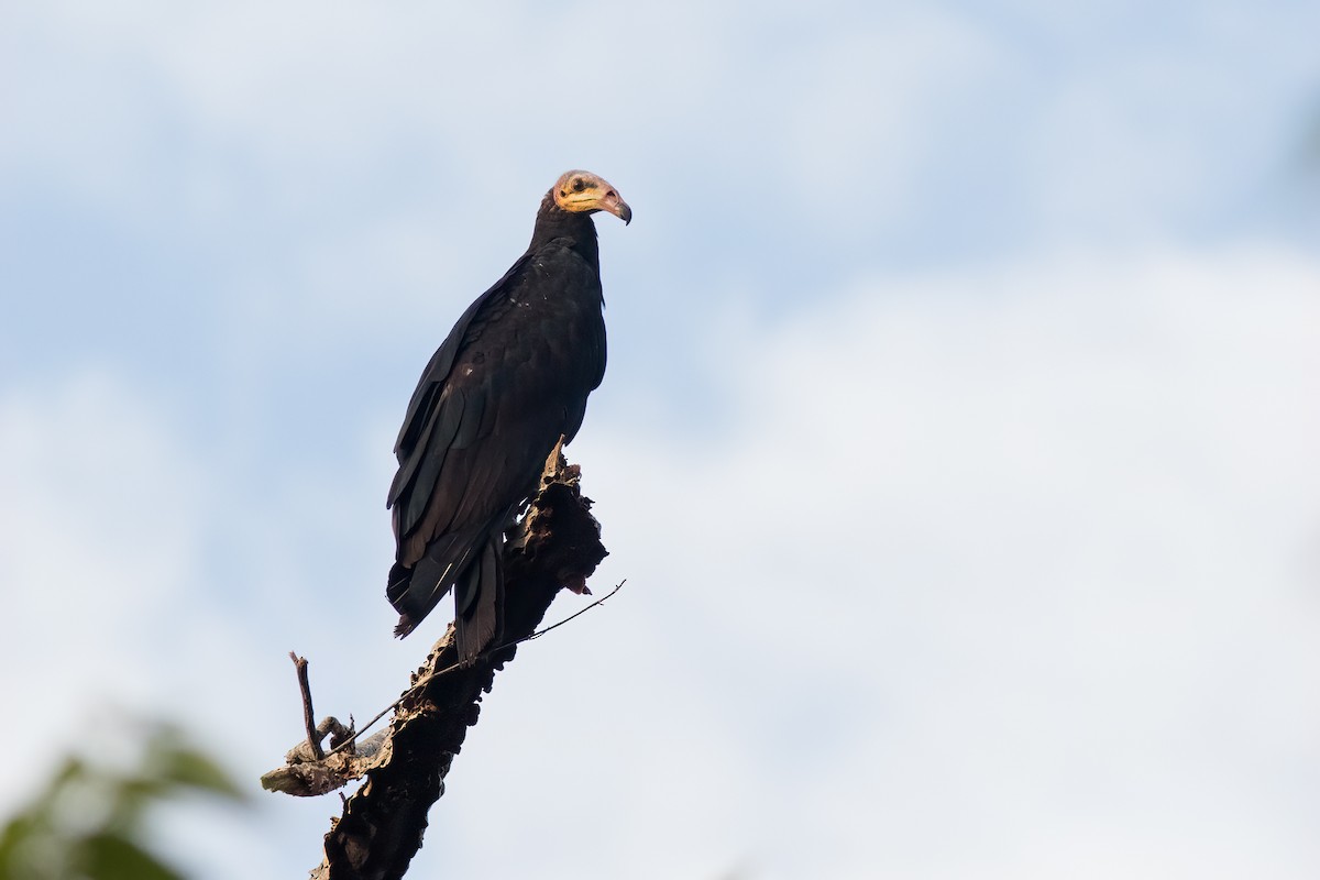 Greater Yellow-headed Vulture - ML613615114