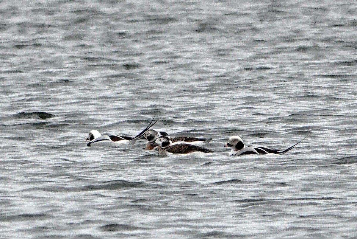 Long-tailed Duck - ML613615207