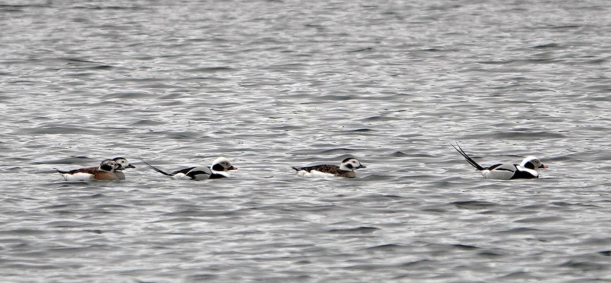 Long-tailed Duck - ML613615208