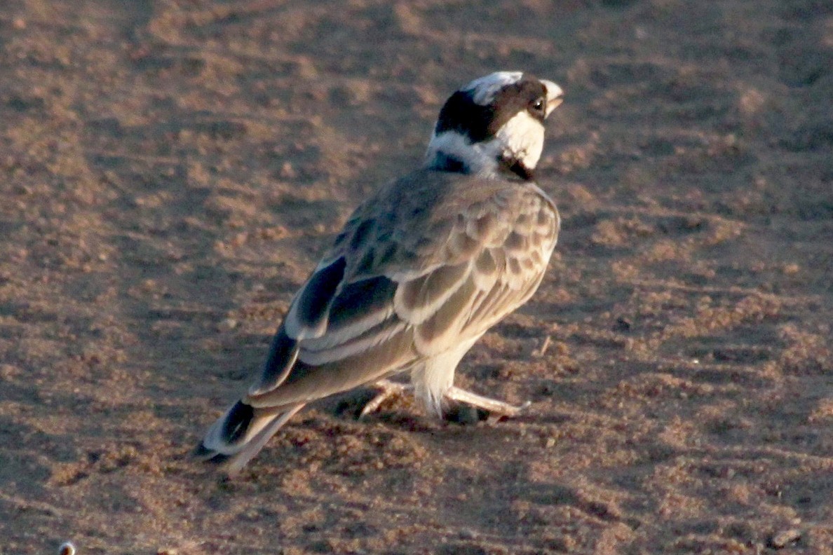Chestnut-headed Sparrow-Lark - ML613615316