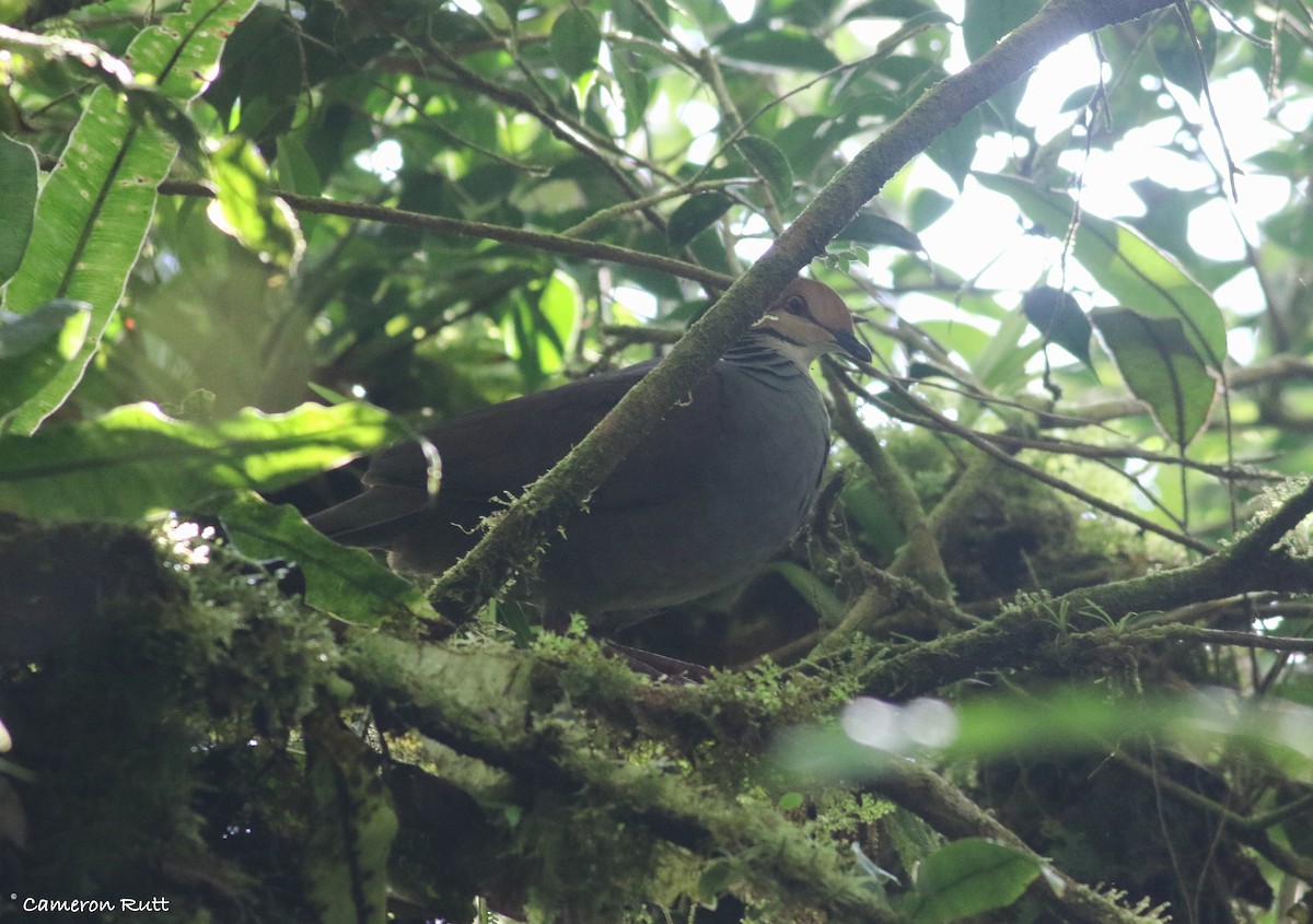 Russet-crowned Quail-Dove - ML613615352