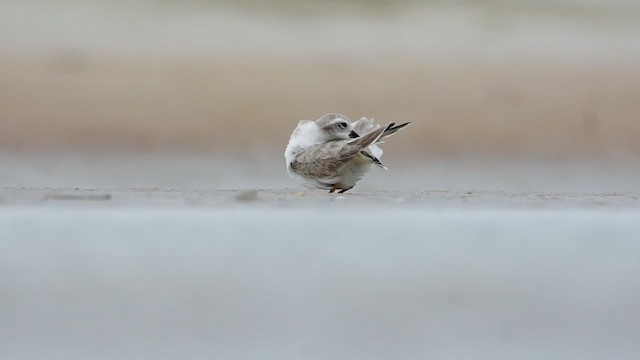 Piping Plover - ML613615419
