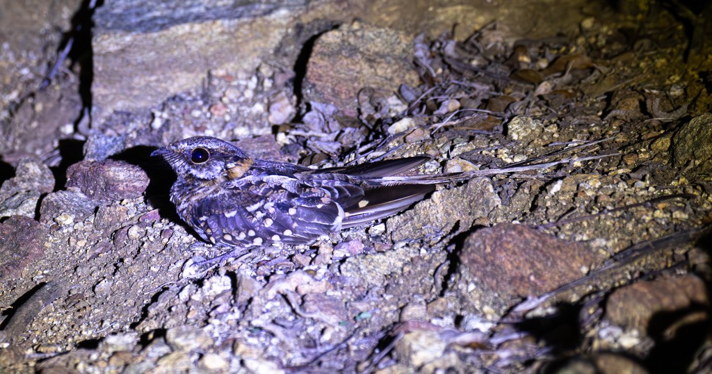 Scissor-tailed Nightjar - ML613615504