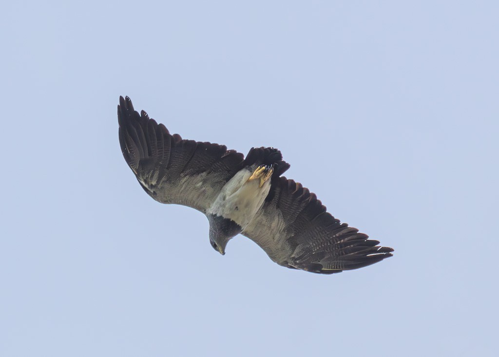 Black-chested Buzzard-Eagle - ML613615509