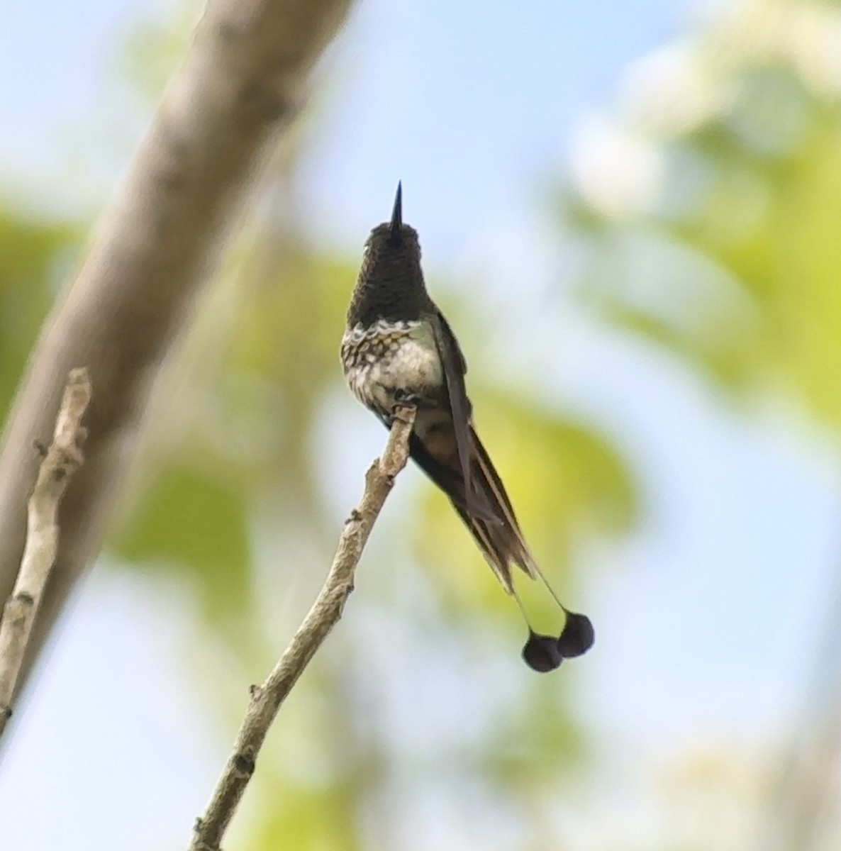 kolibřík pálkoocasý - ML613615732