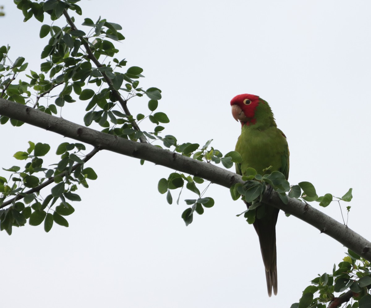 Guayaquil Papağanı - ML613615814