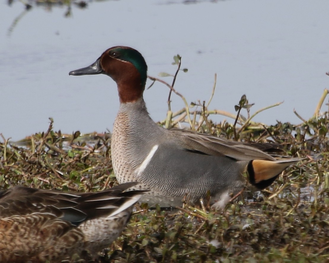 Green-winged Teal - ML613615952