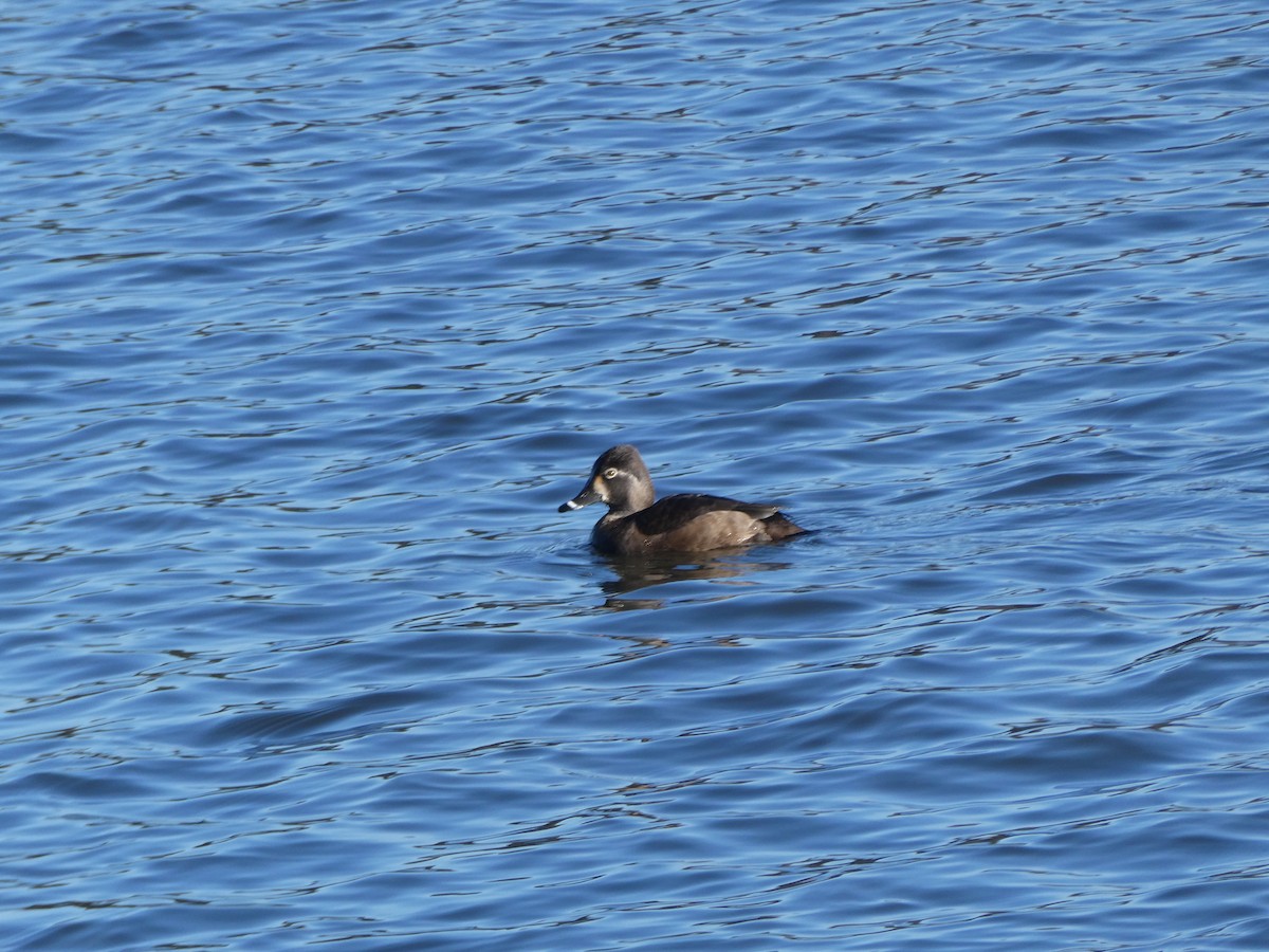 Ring-necked Duck - ML613616208